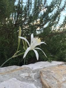 モネーリアにあるCa' di Biancaの岩の上に座る白い花