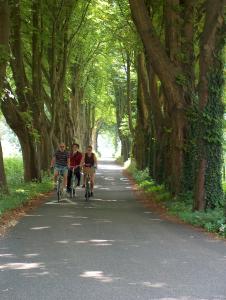 three people riding bikes down a tree lined road at Bed & Breakfast Van Marion in Oostvoorne