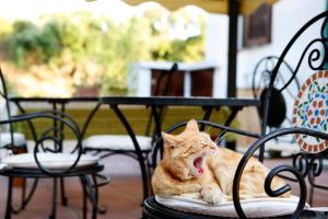 an orange cat yawning while laying on a chair at Casa Gallasso in Santa Teresa Gallura