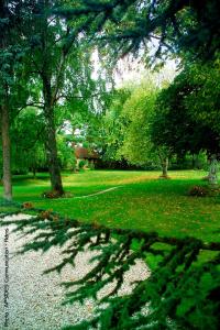 cień drzewa na polu trawy w obiekcie La Villa Champagne Ployez-Jacquemart w mieście Ludes