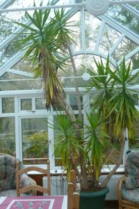 a greenhouse with two palm trees in it at The Ramblers Retreat in Abergele
