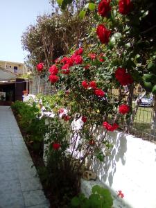 un arbusto de rosas rojas junto a una valla en Tony's Apartments en Agios Georgios