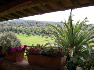スカルリーノにあるPodere il Carpianoの花とヤシの木が植わるバルコニーから景色を望めます。