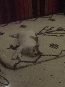 um gato branco deitado em cima de um tapete em Chez Fouzia em Essaouira