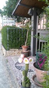 un gruppo di cactus e fiori in vasi su un marciapiede di B&B Macalube Aragona ad Aragona