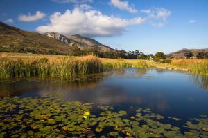 een vijver met lelies in het water met bergen op de achtergrond bij White Water Farm in Stanford