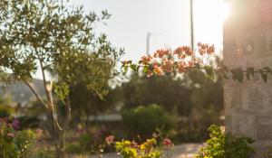 A garden outside Villa Patmos Netia