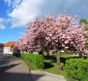 a flowering tree on the side of a street at Kastanienhof Lübben in Lübben