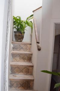 eine Treppe mit einer Pflanze in einem Topf in der Unterkunft Apartments San Ignacio de Loyola in Manresa