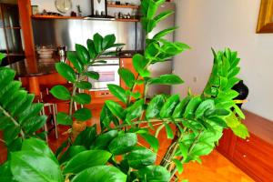 a green plant in a room with a kitchen at La Dolce Vita Abbazia in Opatija