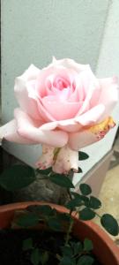 Galeriebild der Unterkunft Family hotel Rose in Pavel Banya