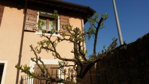 un árbol frente a un edificio con ventana en Alloggio Il Giuggiolo, en Bassano del Grappa
