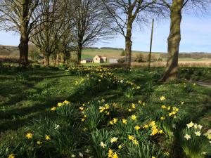 a field of daffodils in a park at Higher Melcombe Manor in Ansty