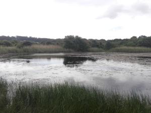 un grande bacino d'acqua con erba e alberi di Casa Balea a Balea