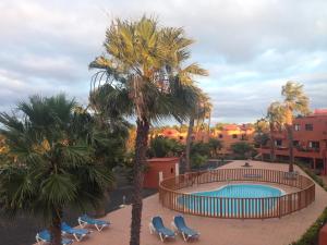 uma vista para uma piscina com palmeiras e cadeiras em Oasis Royal em Corralejo