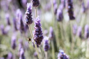 une abeille assise sur une fleur violette dans l'établissement Antouanetta Apartments, à Ermoúpoli