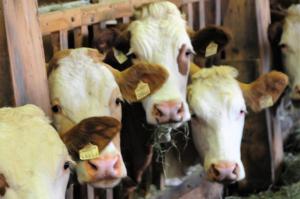 Zvieratá na farme alebo blízkom okolí
