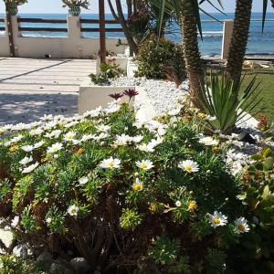 Zahrada ubytování Hotel e Residence Il Faro Acciaroli