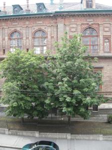 two trees in front of a brick building at Pension Schottentor in Vienna