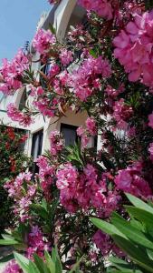 a bunch of pink flowers in front of a building at Myriama Apartments in Ayia Napa