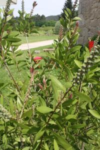 Ein Garten an der Unterkunft A Casa da Meixida