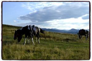 dos caballos pastando en un campo de hierba en vila Dariana, en Vatra Dornei