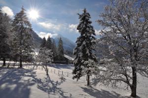 a snow covered tree with the sun in the background at Alte Bäckerei in Schwarzsee