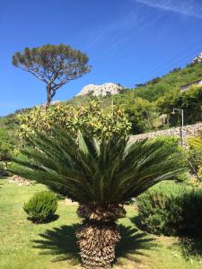 Gallery image of B&B The Sunset in Anacapri