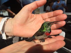 a small bird sitting on a persons hand at Farr Out Guest House in Paternoster