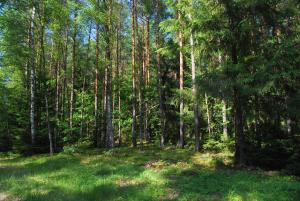 Príroda v okolí apartmánu