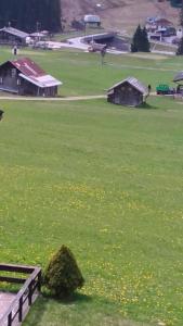 a field of green grass with a bush in it at Appartamenti Kratter Valeria in Sappada