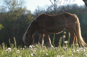 een bruin paard dat graast in een grasveld bij Locanda di Campagna in Mulazzo