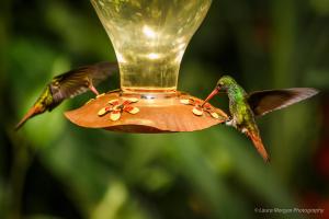 Altri animali domestici presso l'hotel o nei dintorni