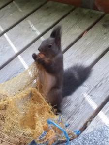Domácí mazlíčci ubytovaní s hosty v ubytování Hotel am Wald