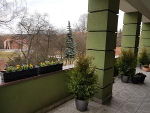 Vonkajšia záhrada v ubytovaní Apartamenty przy Zamku