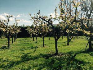 rząd jabłoni na polu trawy w obiekcie Bed & Breakfast Le Piagge w mieście Scurcola Marsicana
