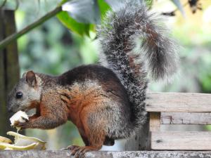 Gallery image of Rio Celeste Backpackers in Bijagua +19 photos