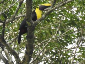 Gallery image of Rio Celeste Backpackers in Bijagua