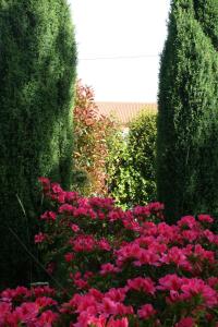 un jardin avec des fleurs roses, des buissons et des arbres dans l'établissement Hostal Pereiriña, à Cee