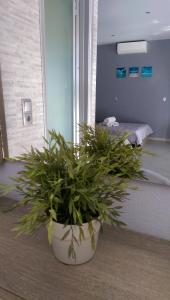a potted plant sitting on the floor in a room at Aimilias Family Apartments in Nea Vrasna