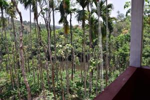 vista su una giungla con palme e un fiume di River Near Coorg a Jambur