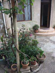 Zahrada ubytování Guesthouse Gia