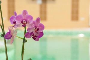 Tiszabecs的住宿－Bornemisza Kuria，游泳池前的紫色花