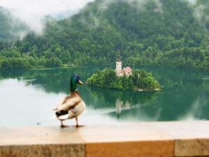 a duck standing on top of a lake next to a body of water at Apartments Vila Cvetka Bled in Bled