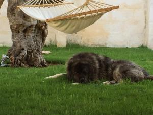 un perro tirado en el césped junto a una hamaca en Masseria Torre Del Diamante, en Torre Canne