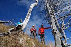 a group of people walking up a hill with trees at Residence Hofer in Bressanone