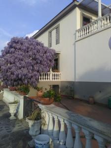 a bunch of purple flowers on the side of a house at B&B LA MARCHESA in SantʼAnastasia