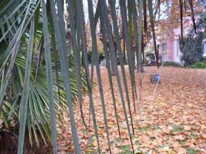 a group of palm trees with leaves on the ground at Hotel Alihuen in Sierra de la Ventana