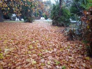 a pile of leaves on the ground in a park at Hotel Alihuen in Sierra de la Ventana
