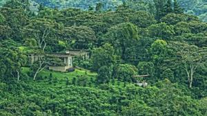 een huis midden in een bos bij The Guest Suites at Manana Madera in Boquete